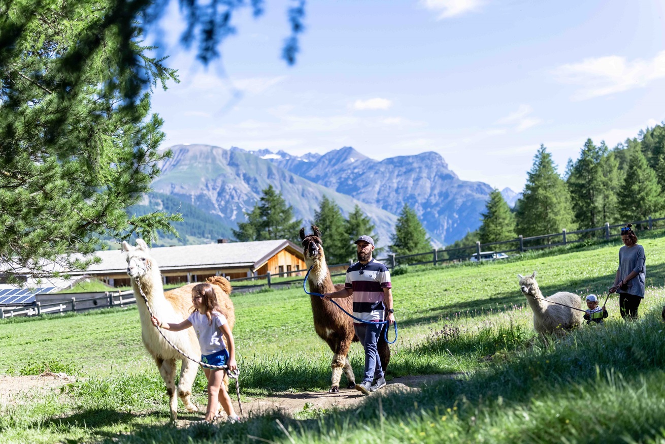 Esperienza Alpaca Livigno